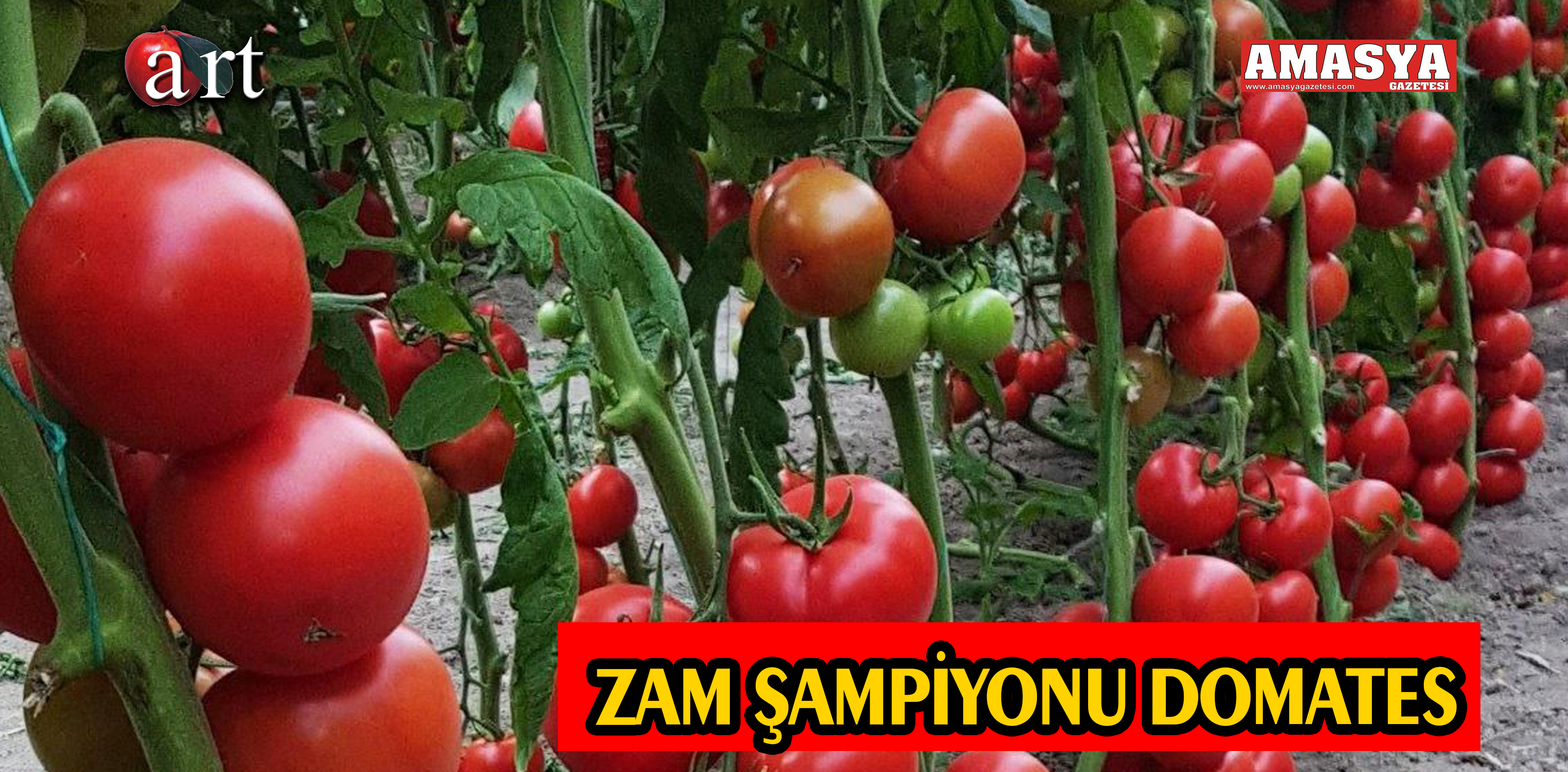 ZAM ŞAMPİYONU DOMATES