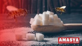 Arı üreticilerine 16.000 ton şeker desteği