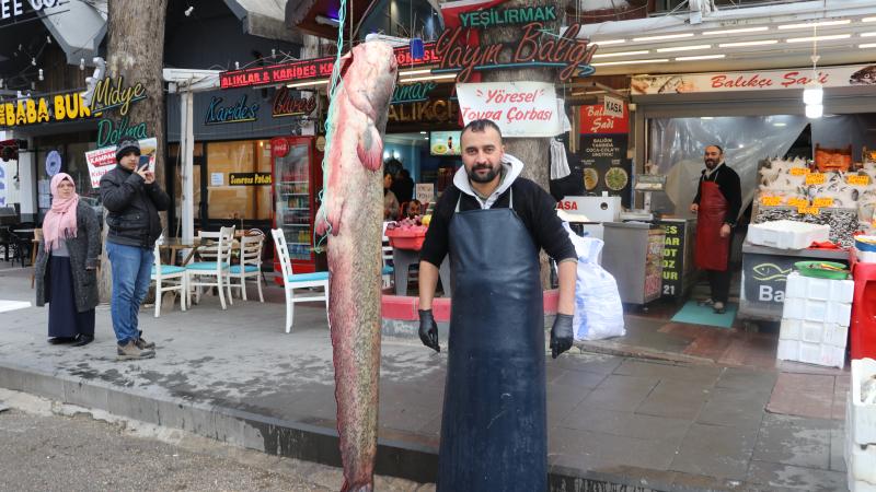 Amasya’da Rekor Kırıldı: 2 Metrelik Dev Yayın Balığı 75 Kilogram!